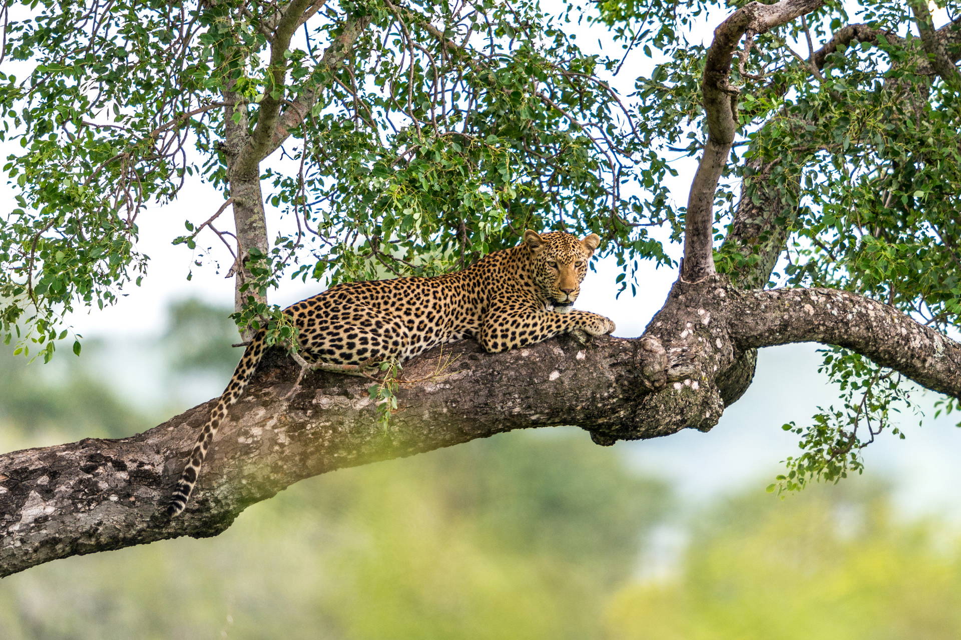 Leopard leży na gałęzi drzewa.