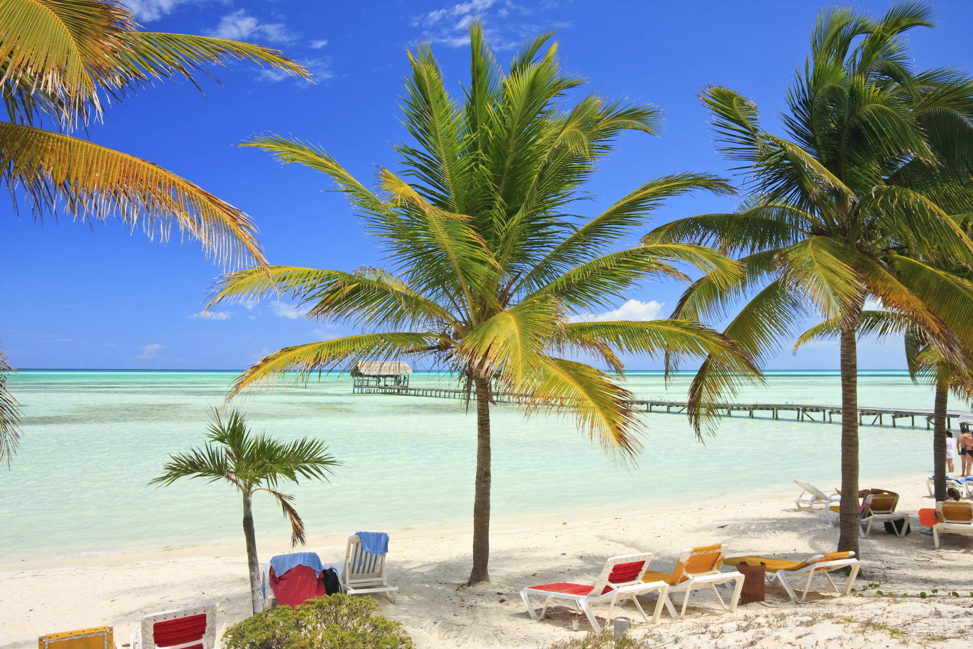 Plaża z palmami i leżakami. W oddali widoczne molo.