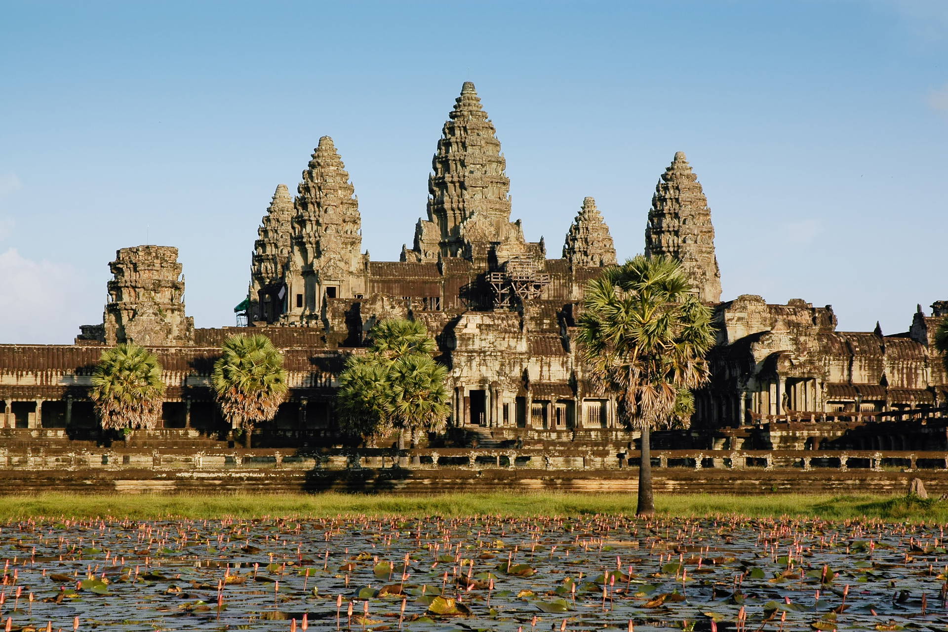 Kompleks świątynny Angkor Wat z kwiatami lotosu na pierwszym planie.