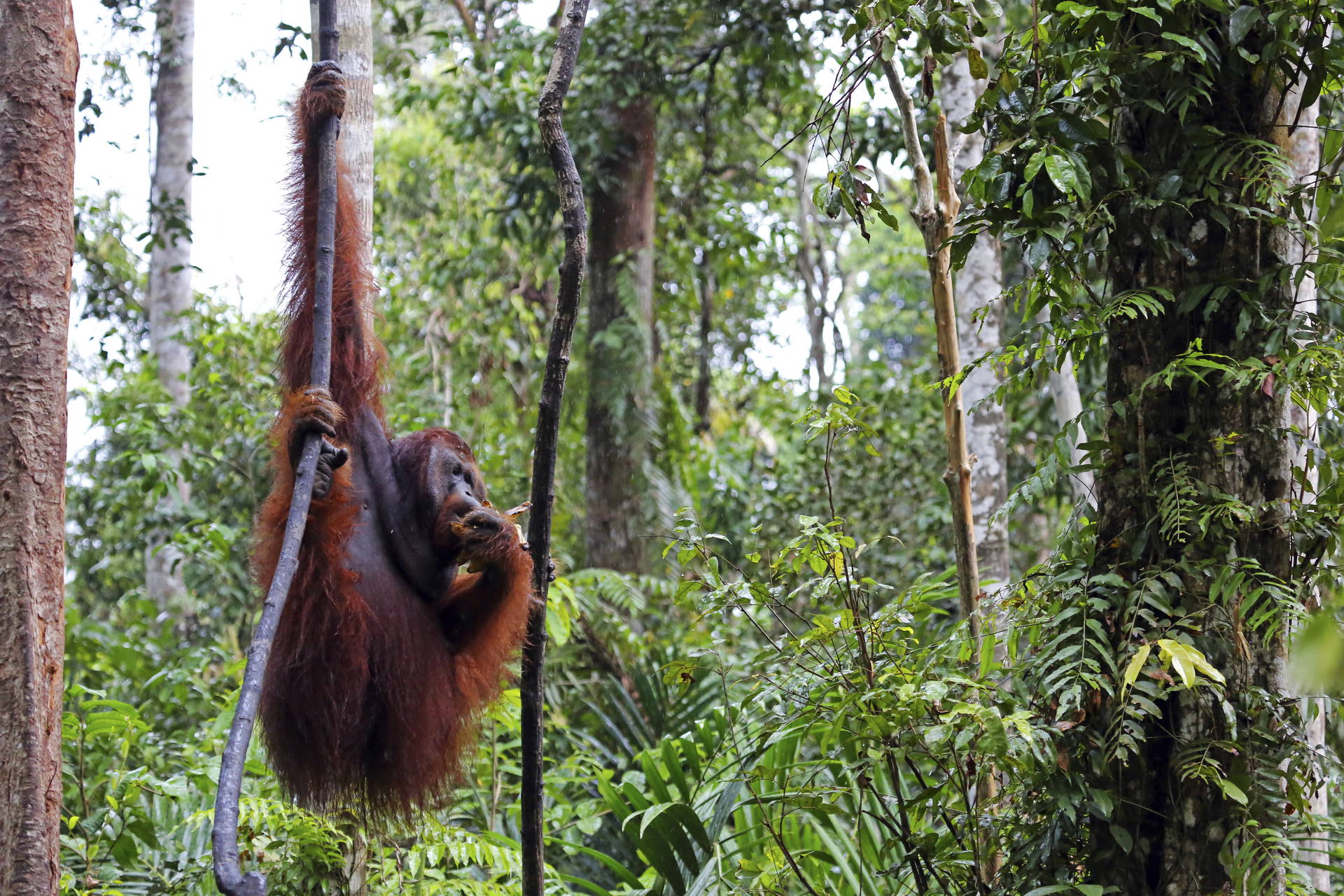 Orangutan wisi na drzewie.