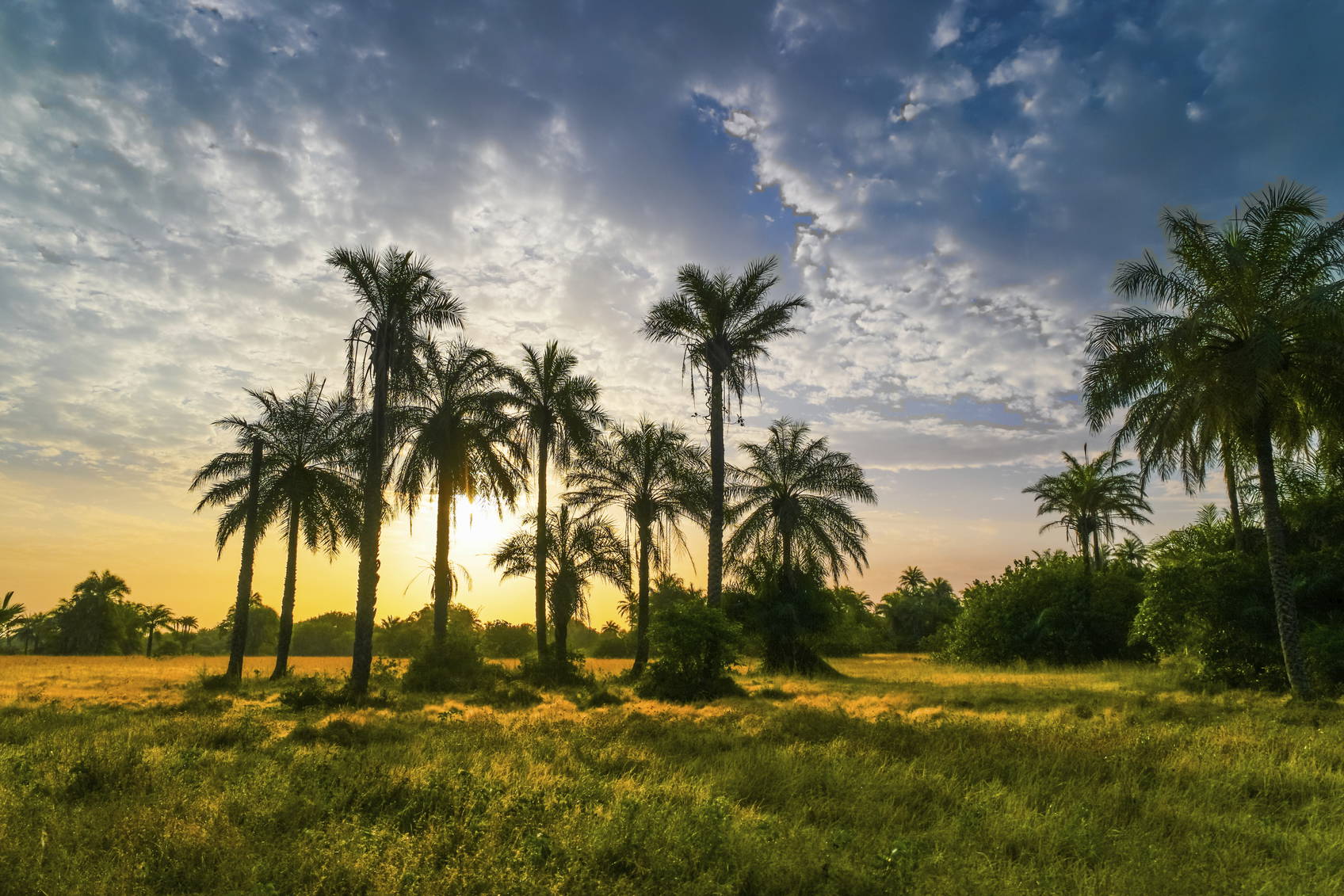 Tropikalny krajobraz o zachodzie słońca z palmami na pierwszym planie.