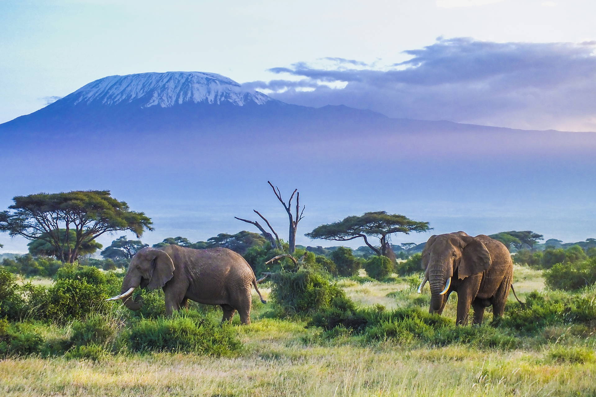 Dwa słonie na tle Kilimandżaro, Tanzania.