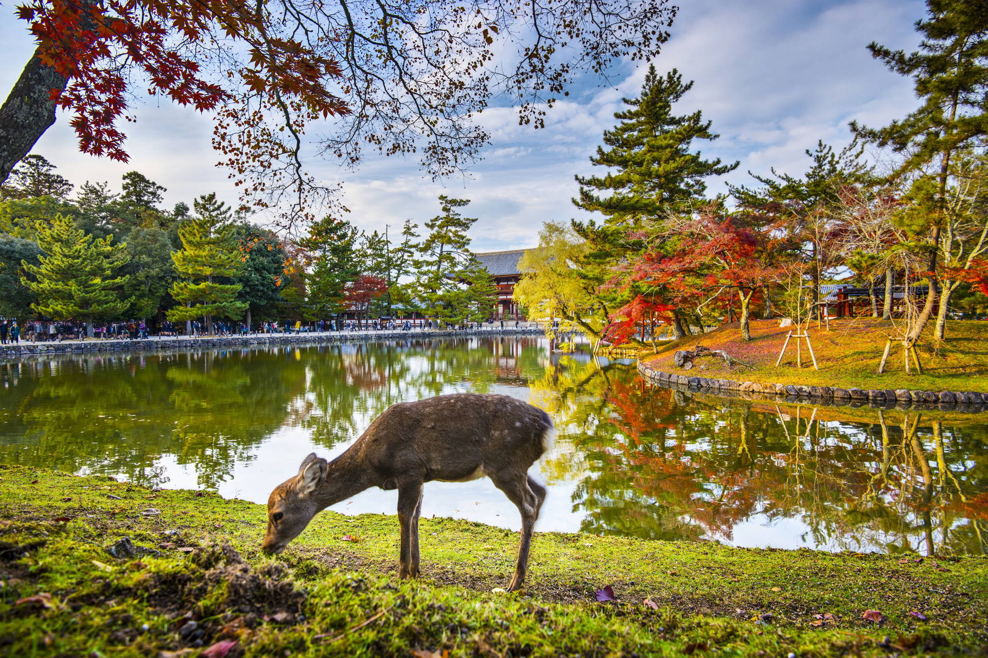 Jeleń na brzegu stawu w parku Nara, Japonia.