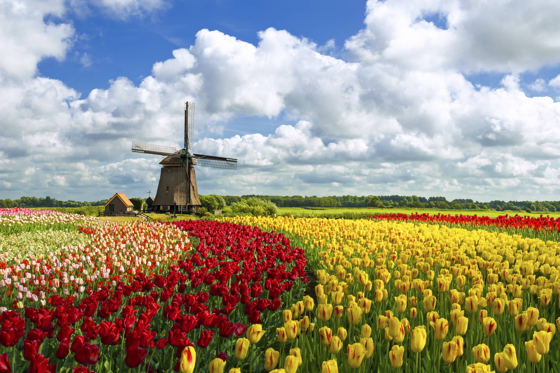 Pole tulipanów z wiatrakiem w tle.