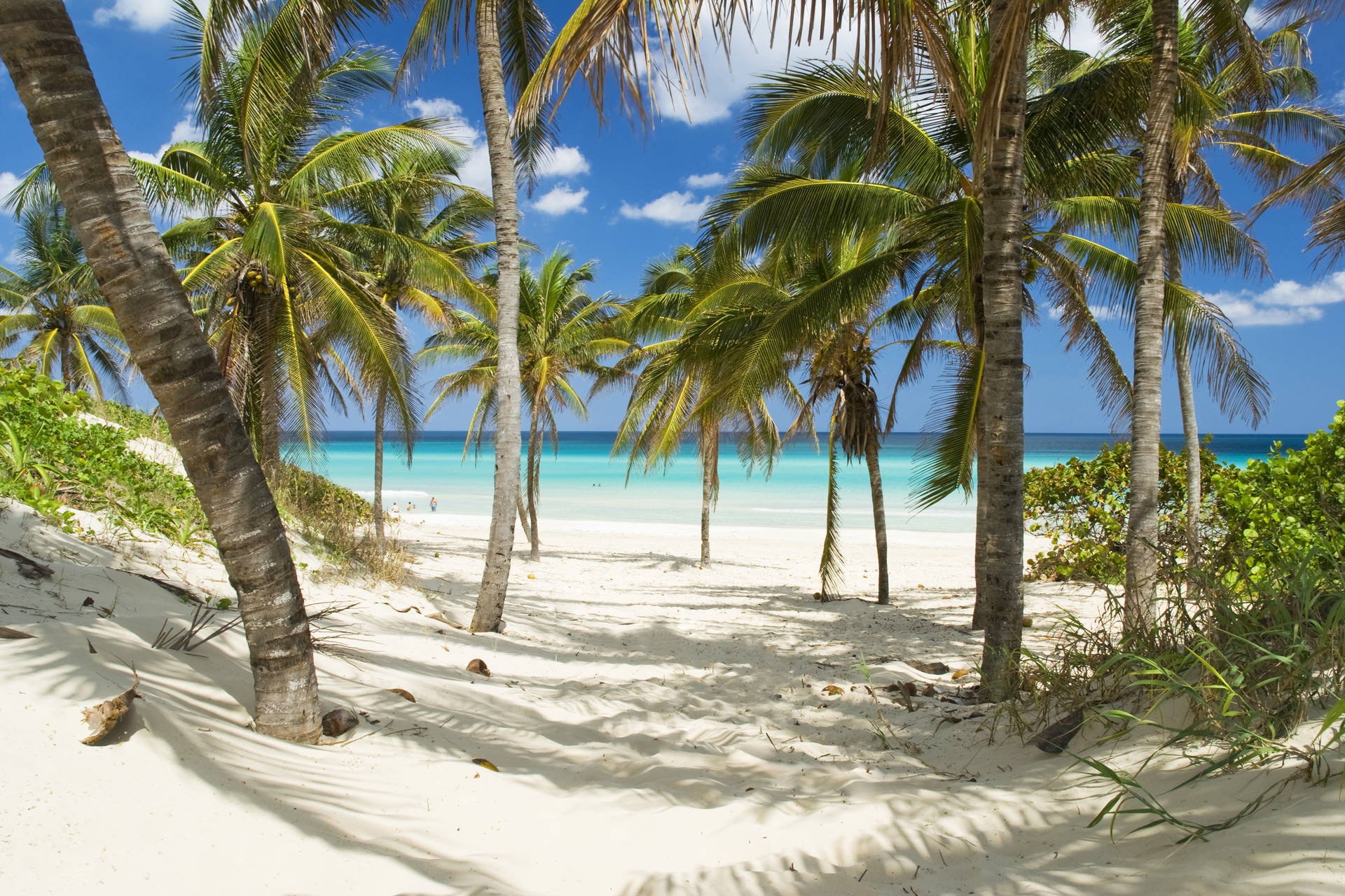 Palmy na piaszczystej plaży z lazurowym morzem w tle.