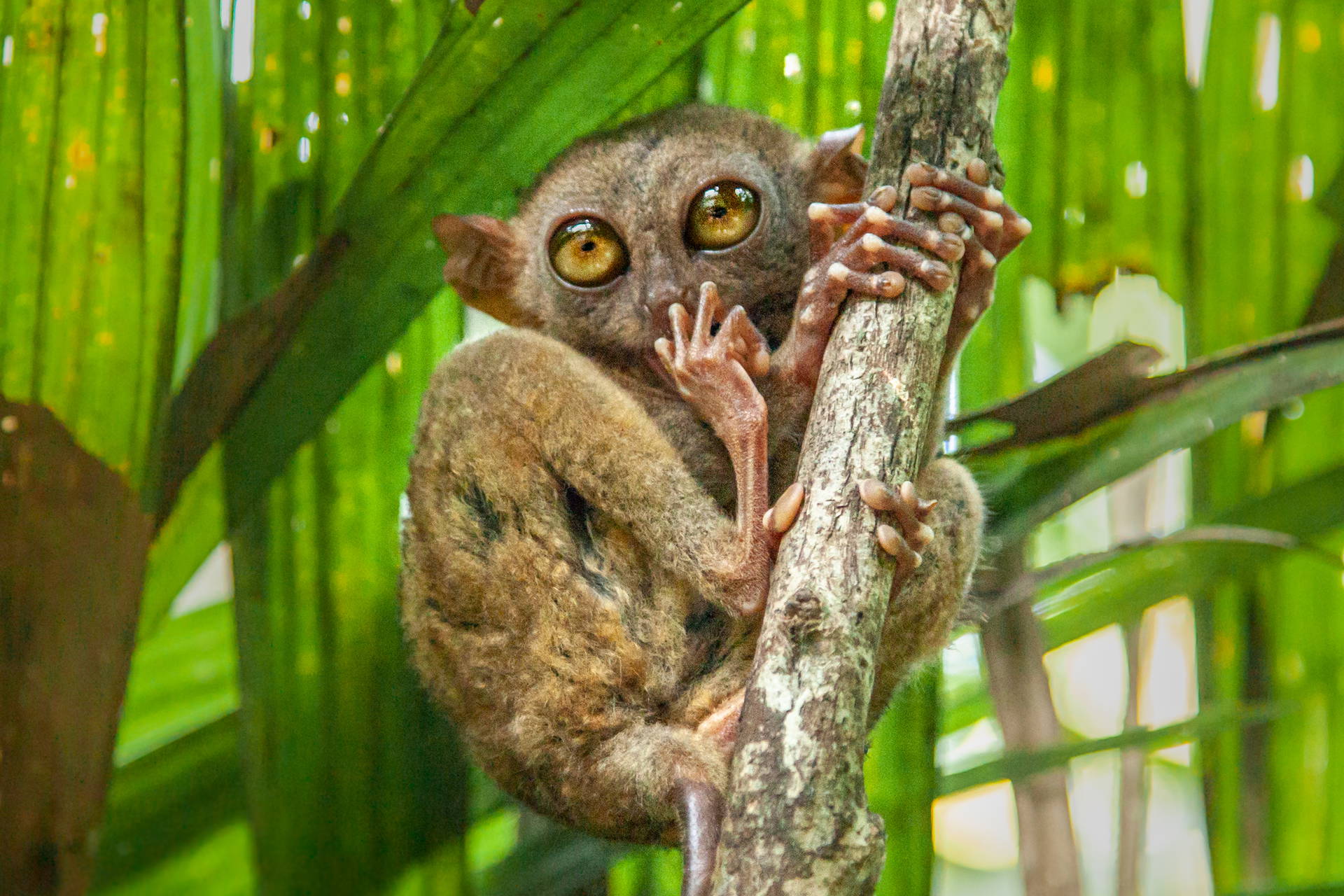 Tarsius filipiński przyczepiony do pnia drzewa.