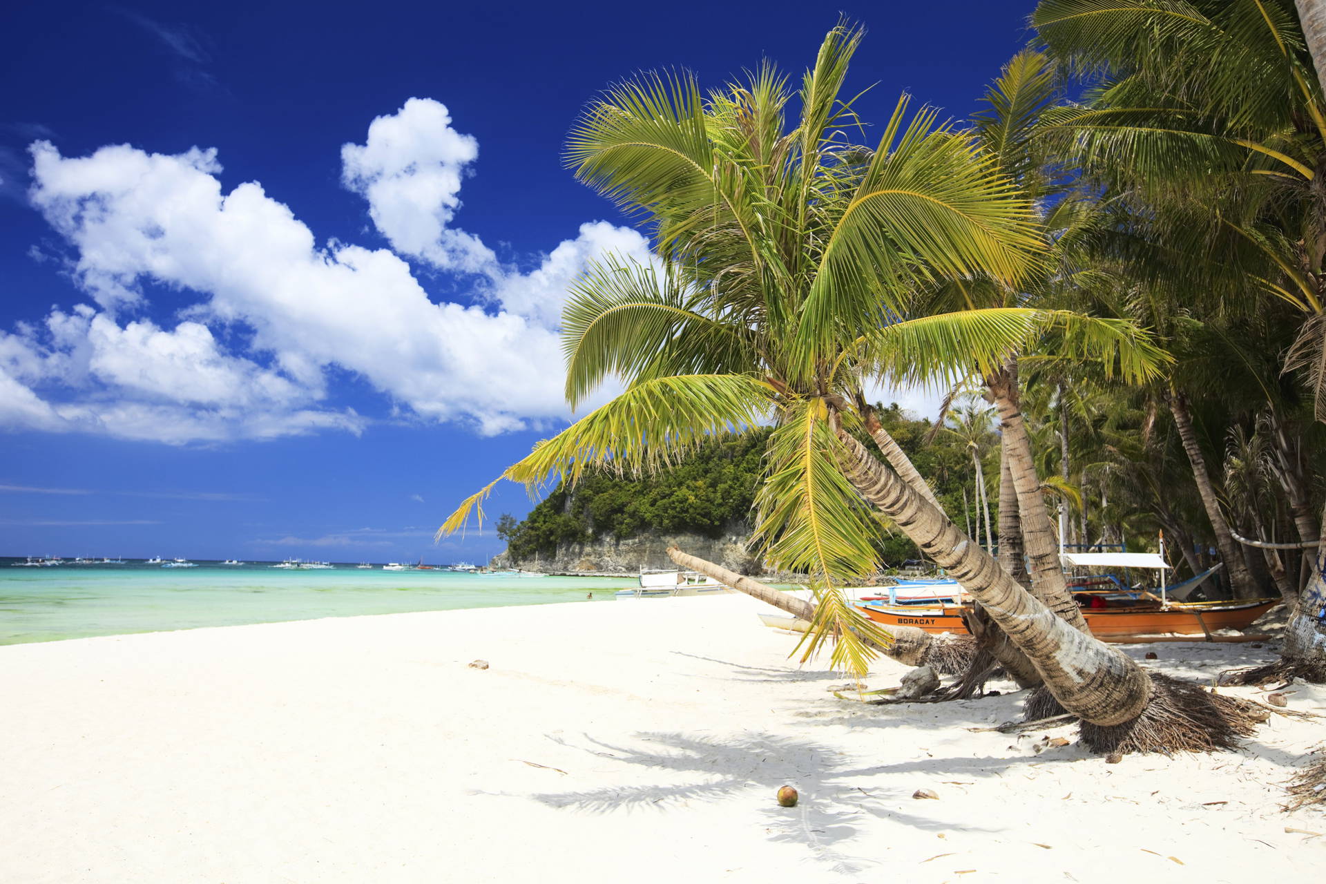 Palma na plaży z białym piaskiem i błękitnym niebem.