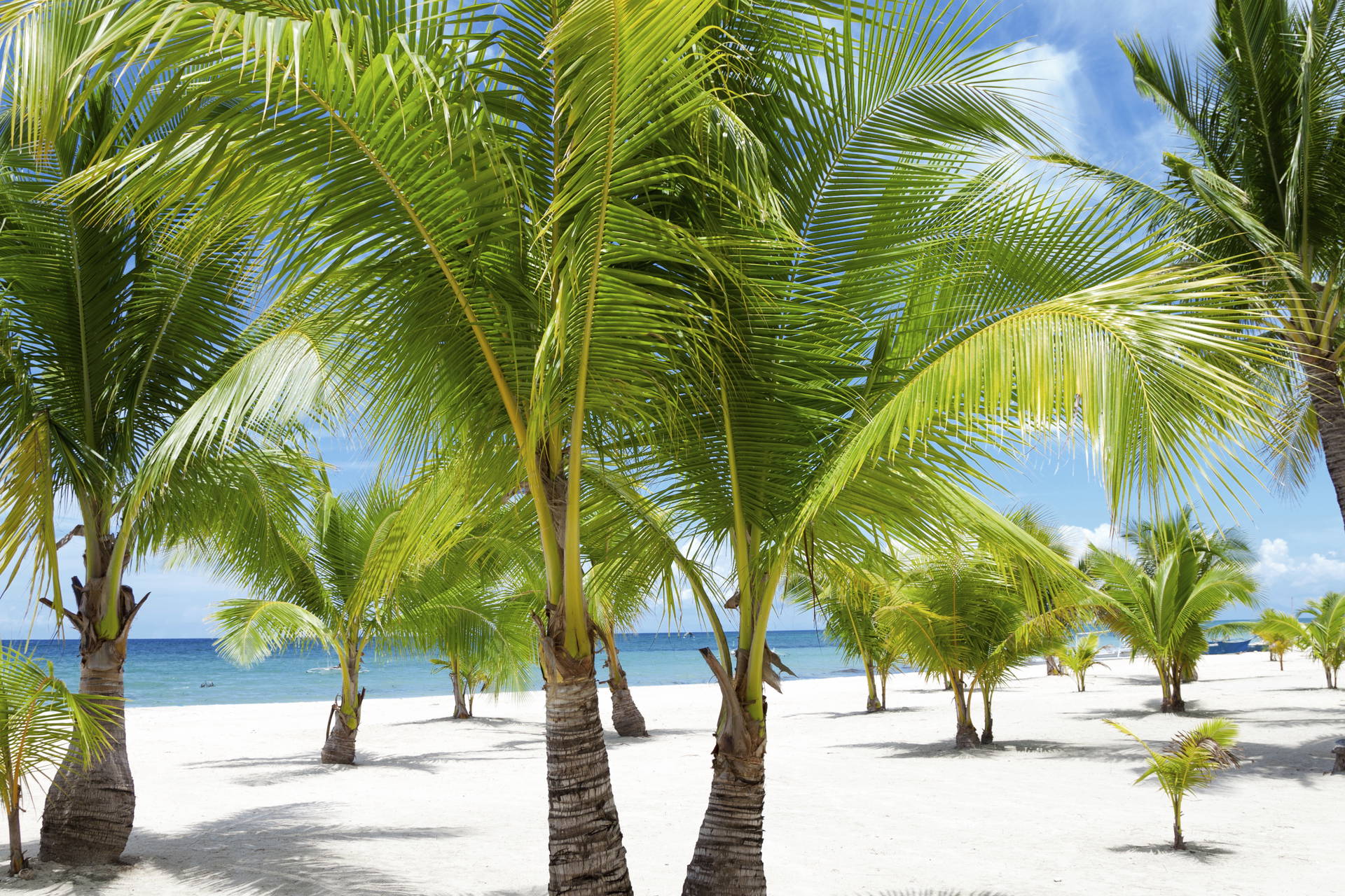 Palmy na piaszczystej, białej plaży z błękitnym niebem w tle.