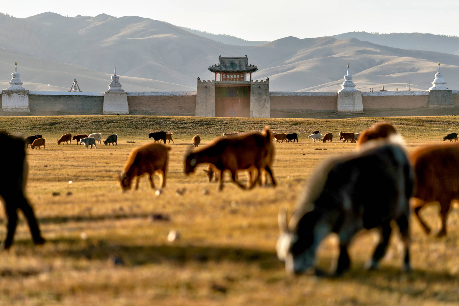 Stado kóz pasie się na stepie przed murami klasztoru Erdene Zuu w Mongolii. W tle widać wzgórza.