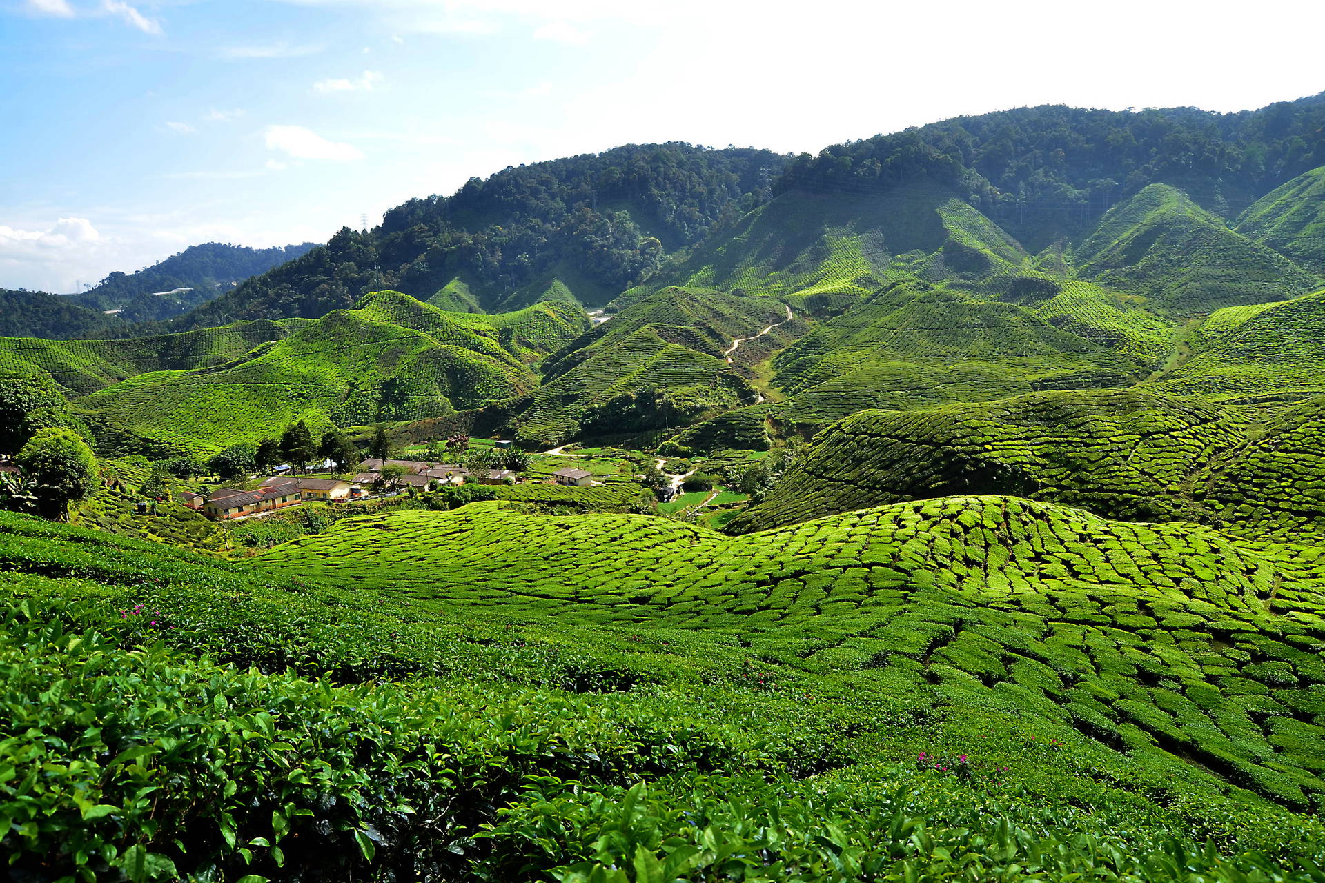Zielone wzgórza plantacji herbaty w Cameron Highlands, Malezja.