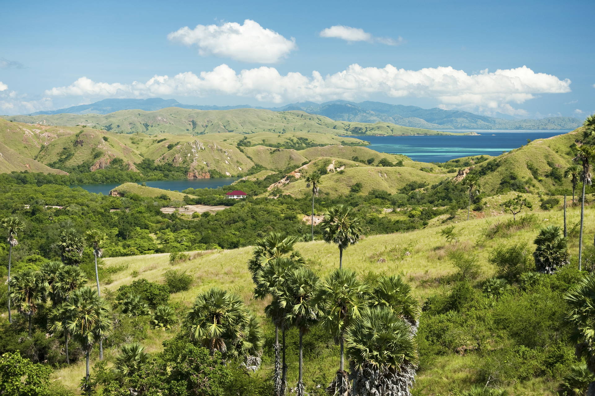 Krajobraz z zielonymi wzgórzami, palmami i błękitnym morzem.