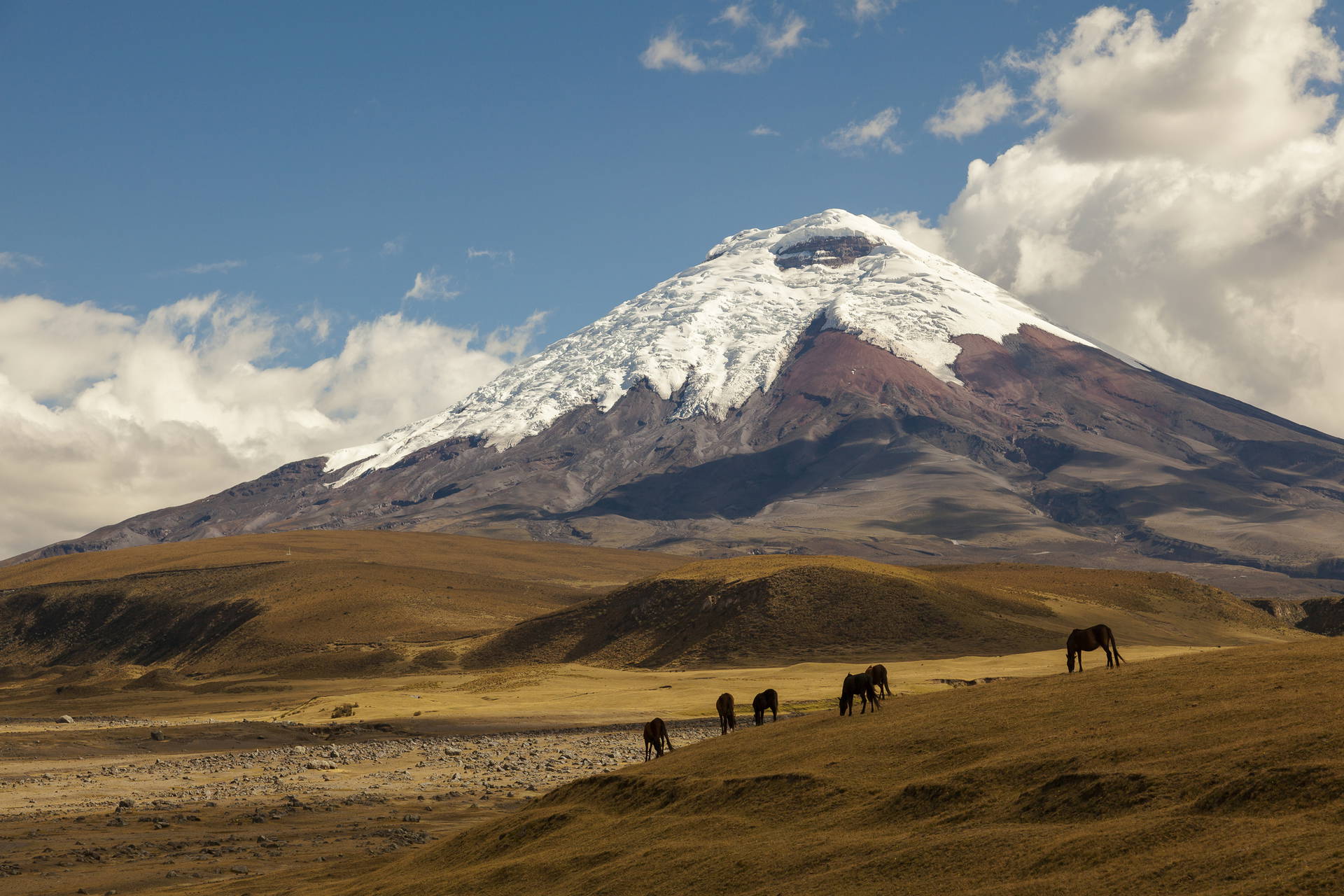 Stado koni na tle wulkanu Cotopaxi.