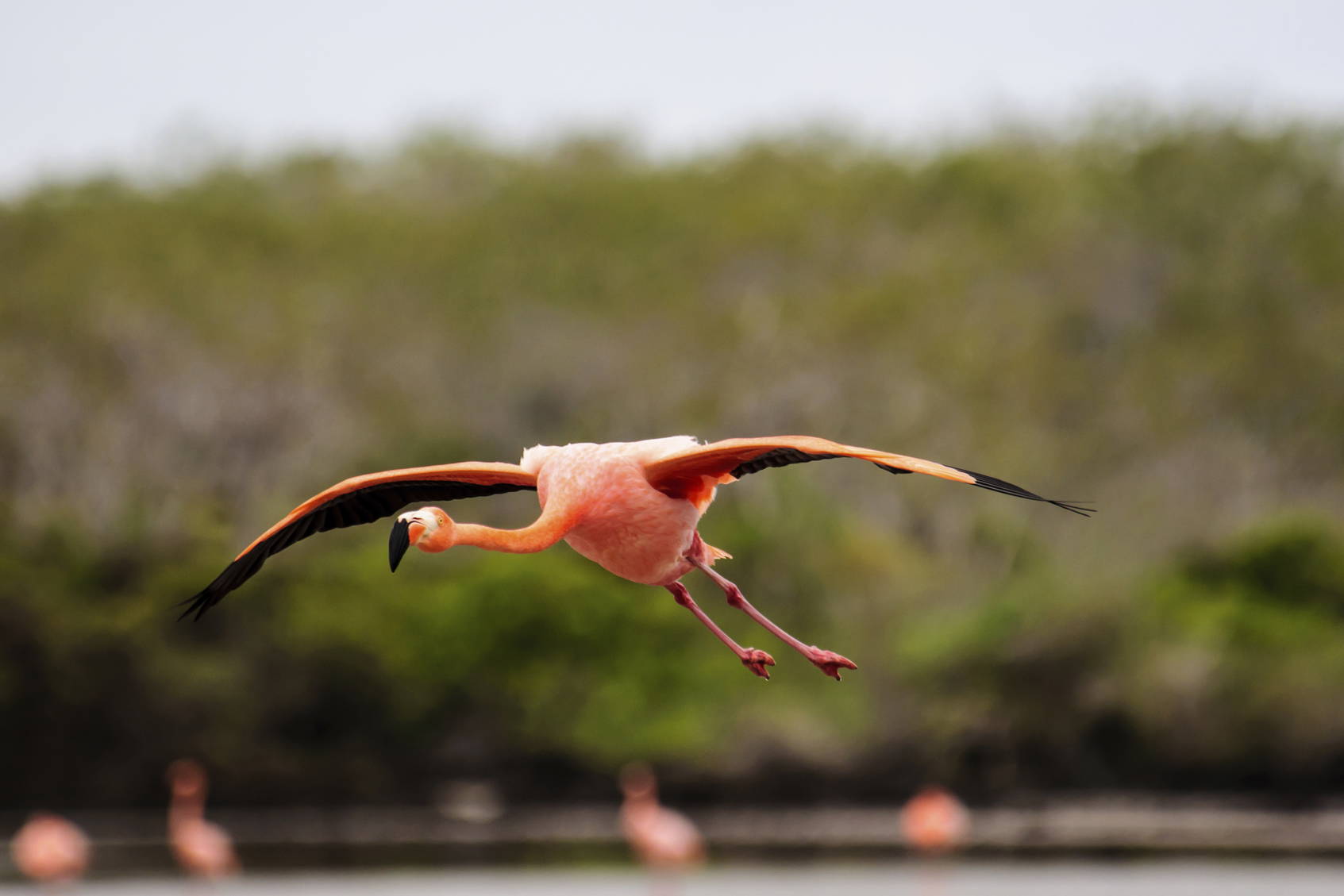 Różowy flaming w locie na tle zieleni.