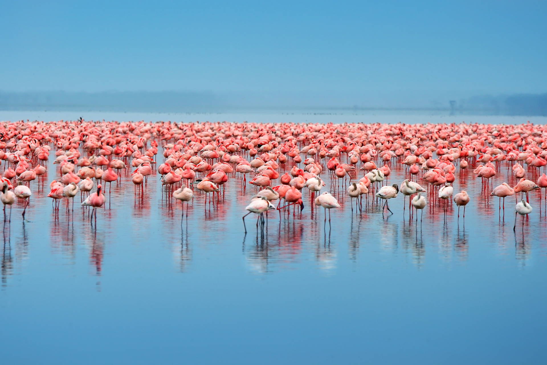 Stado flamingów w płytkiej wodzie.