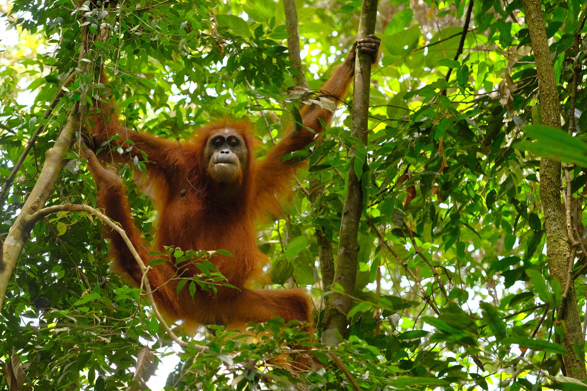 Orangutan zwisa z gałęzi drzewa w lesie tropikalnym.