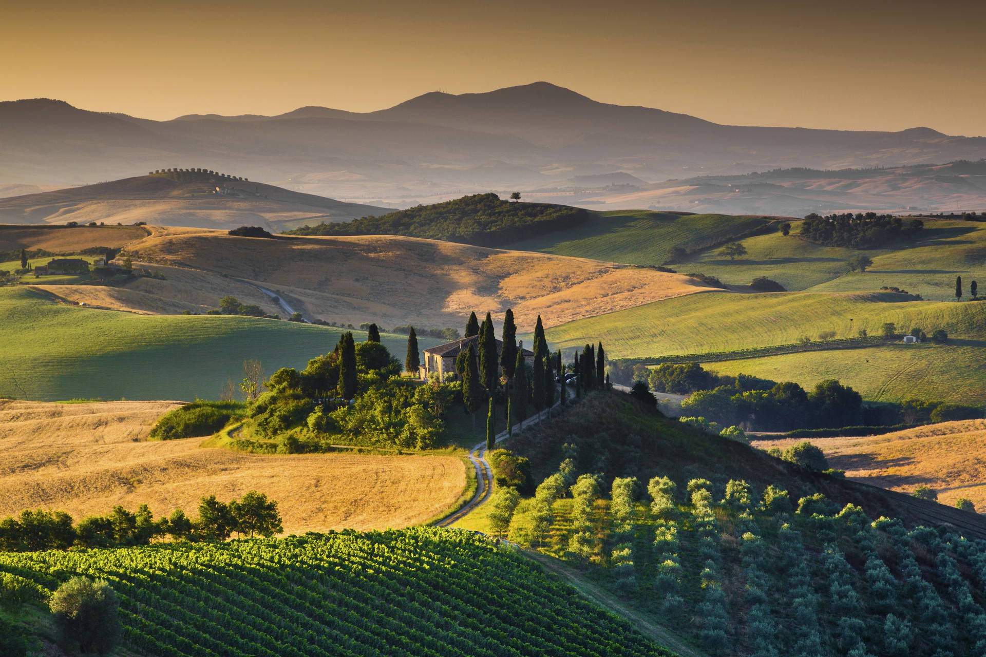 Toskański krajobraz z winnicami i domem otoczonym cyprysami.