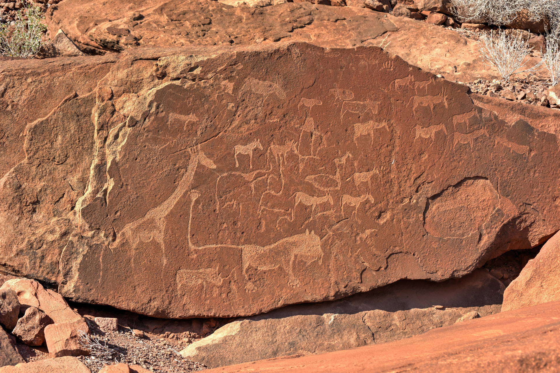 Ryciny naskalne zwierząt w Twyfelfontein, Namibia.