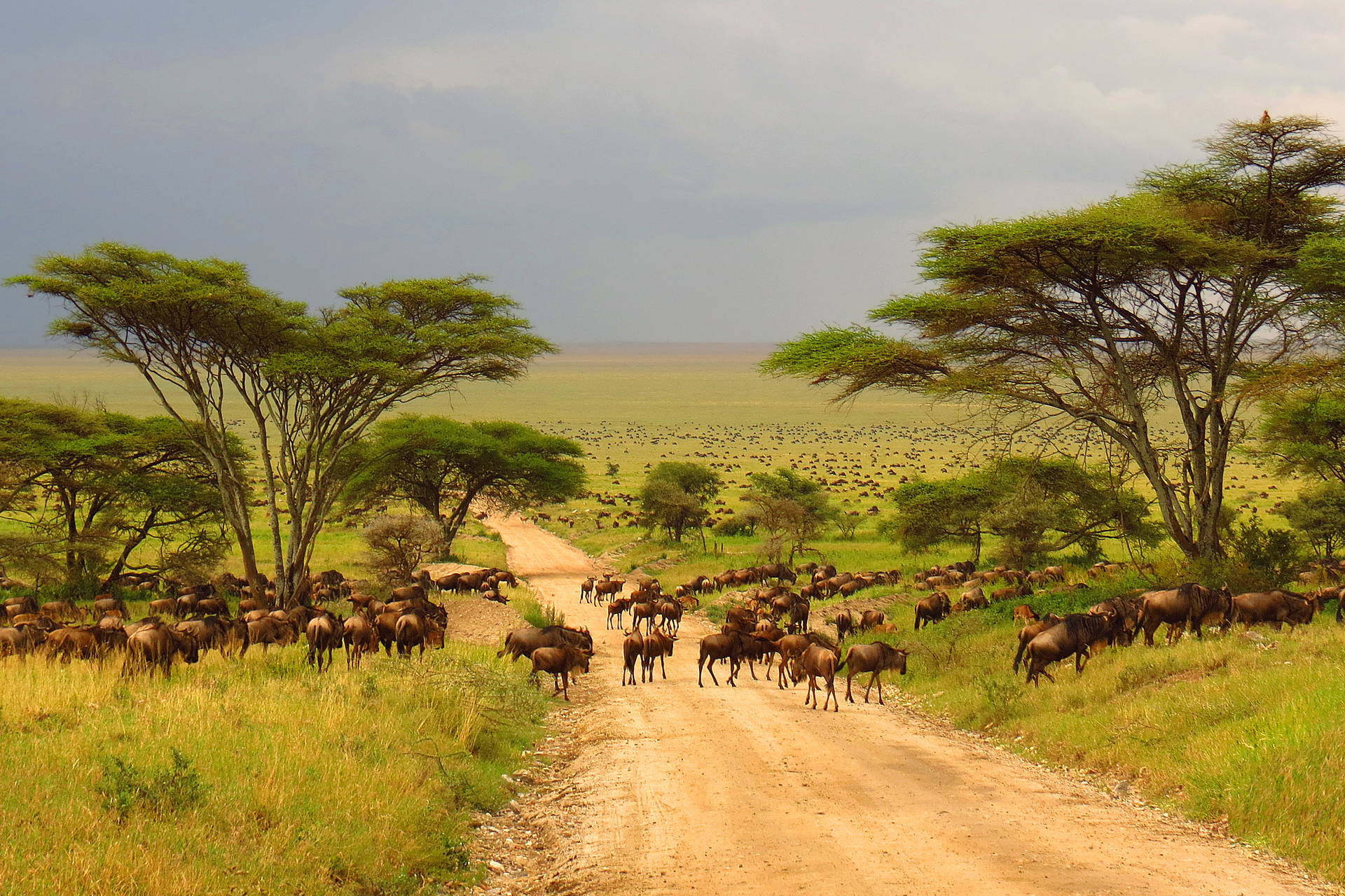 Stado gnu na drodze w Parku Narodowym Serengeti.