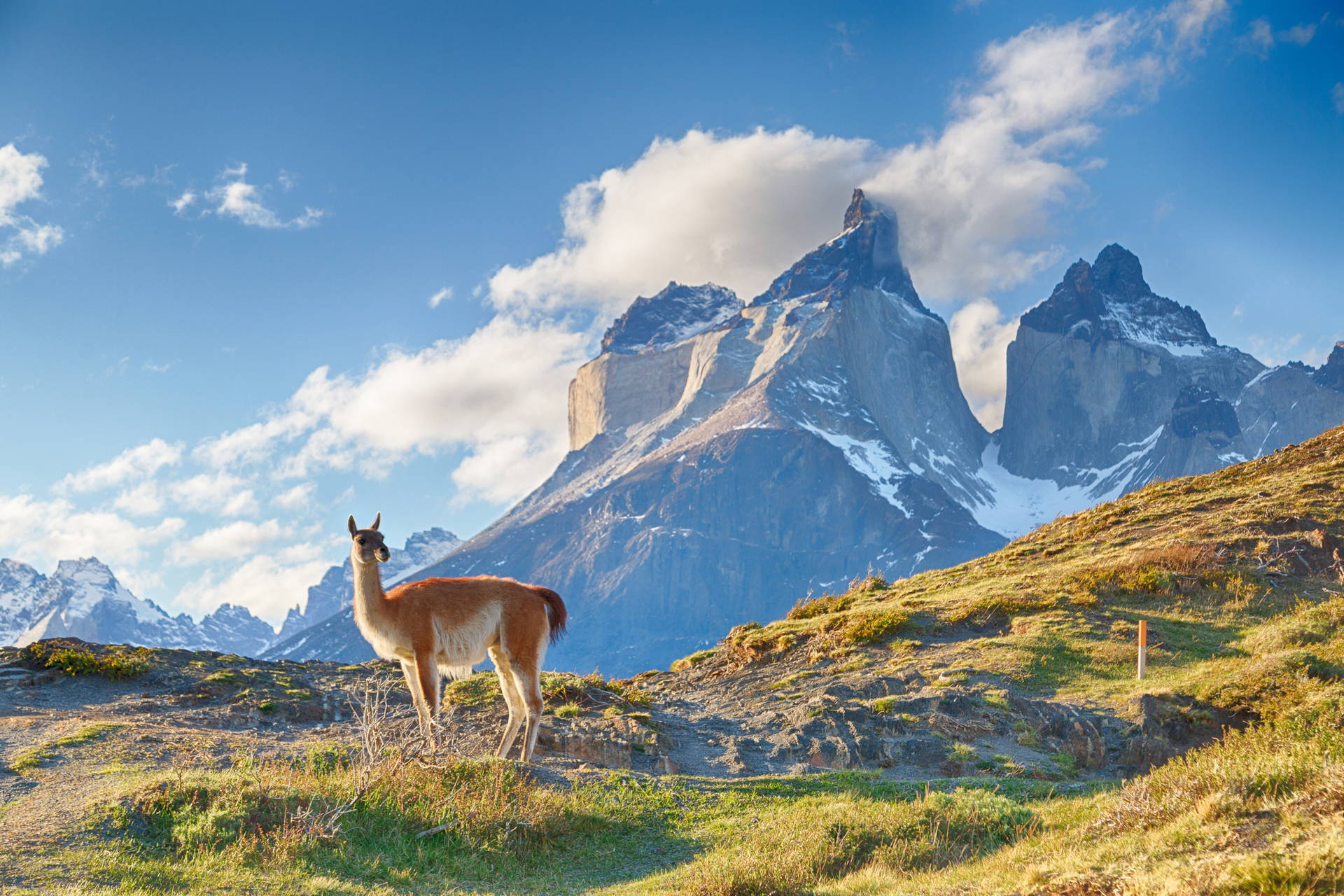 Gwanako na tle szczytów Torres del Paine w Patagonii.
