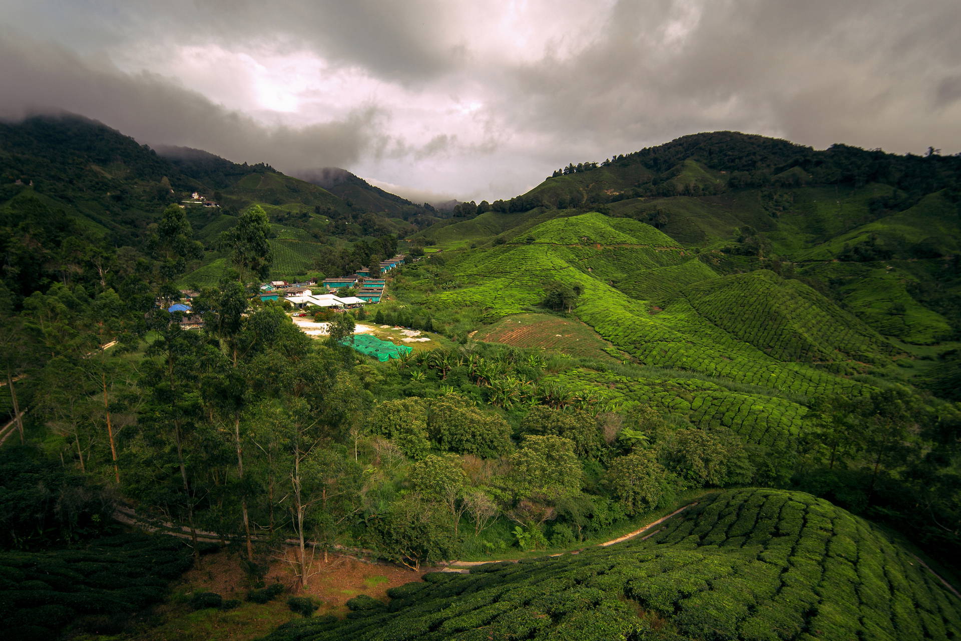 Wzgórza herbaciane w Cameron Highlands, Malezja, w pochmurny dzień.
