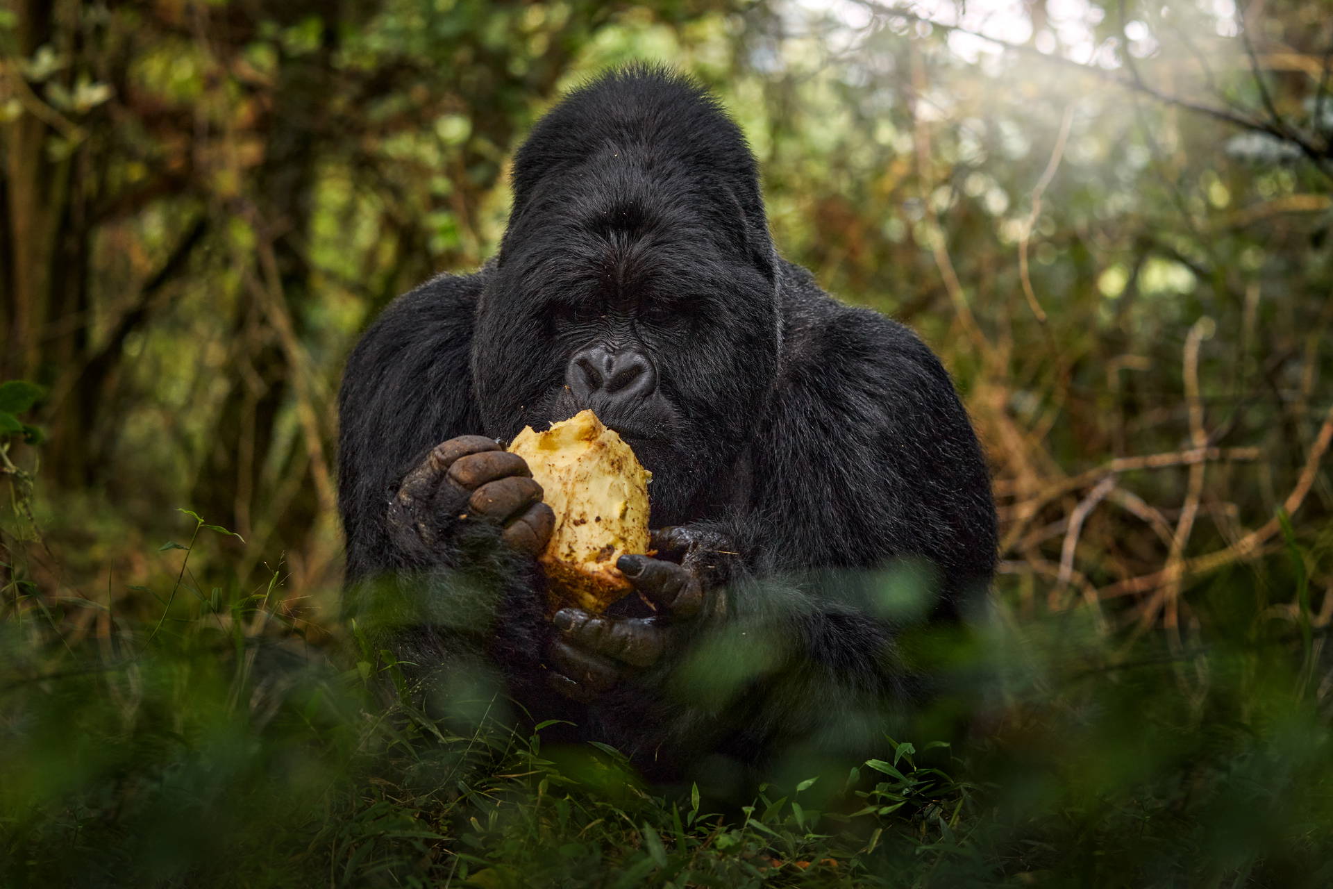 Czarny goryl je owoc w zielonym otoczeniu.