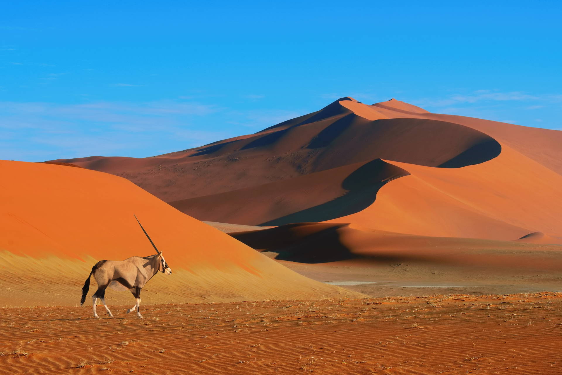 Oryks na tle wydm w Namibii.