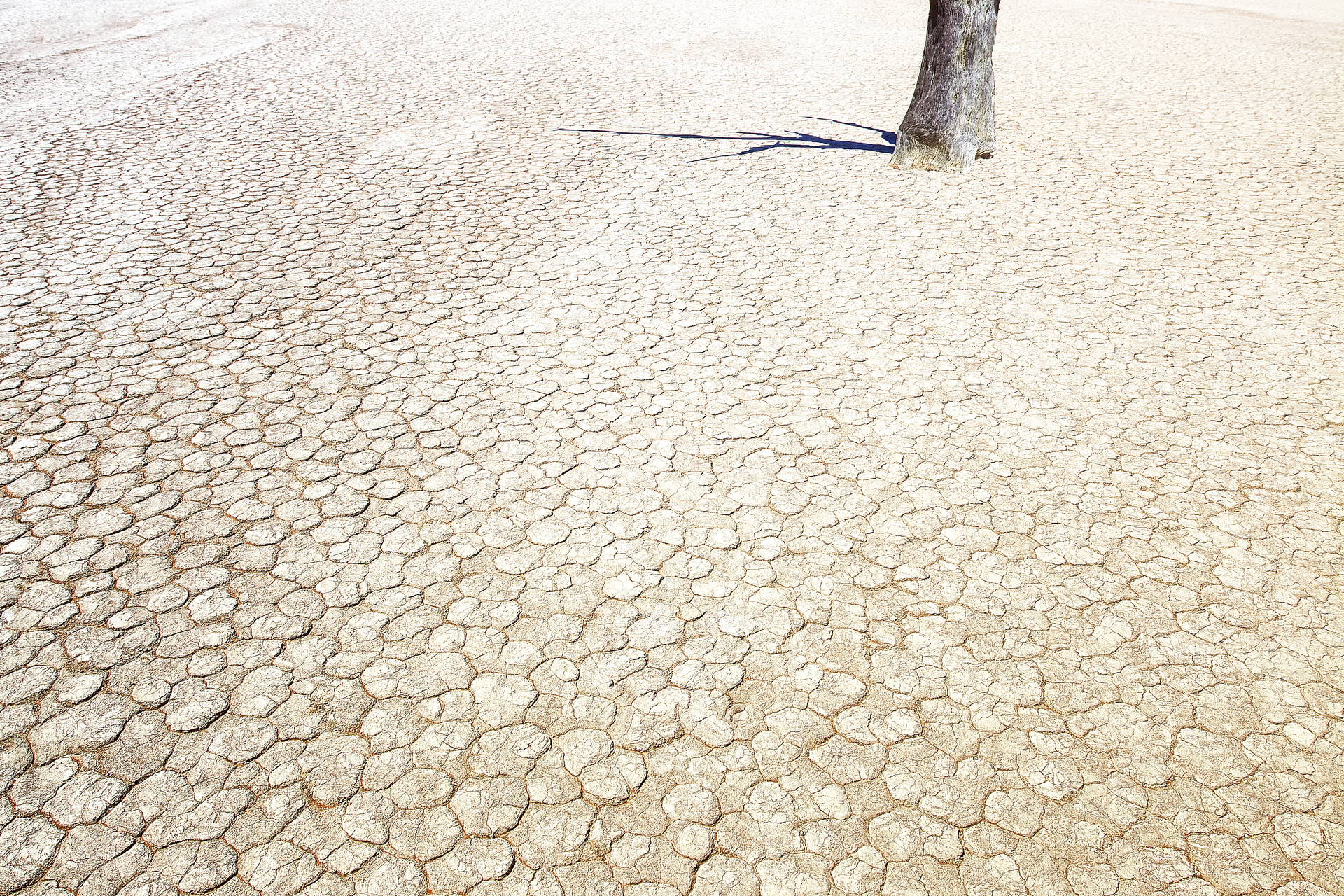 Martwe drzewo na spękanej, wyschniętej ziemi. W tle widać wydmy.