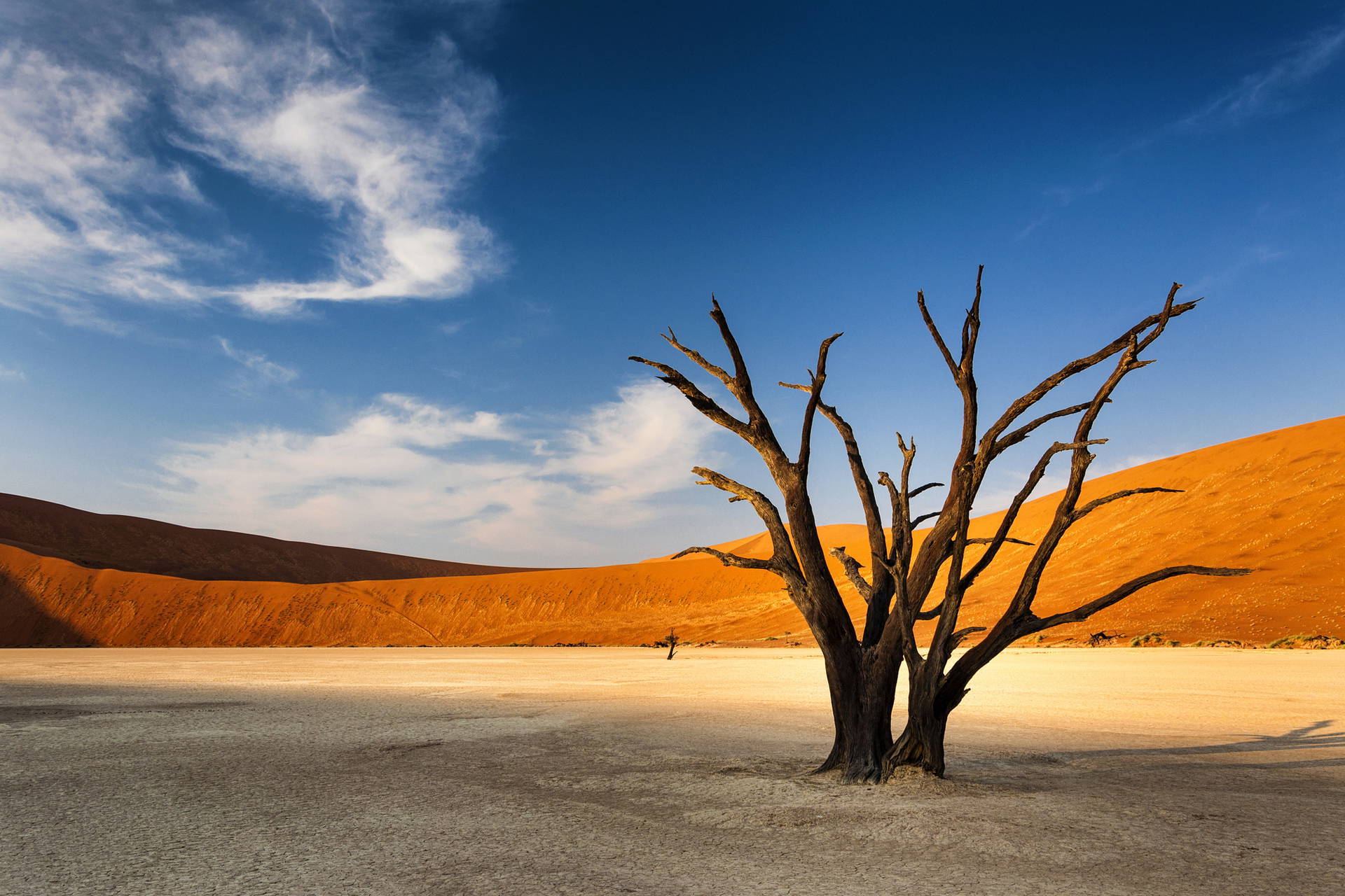 Uschnięte drzewa w Deadvlei w Namibii. W tle pomarańczowe wydmy i niebo.