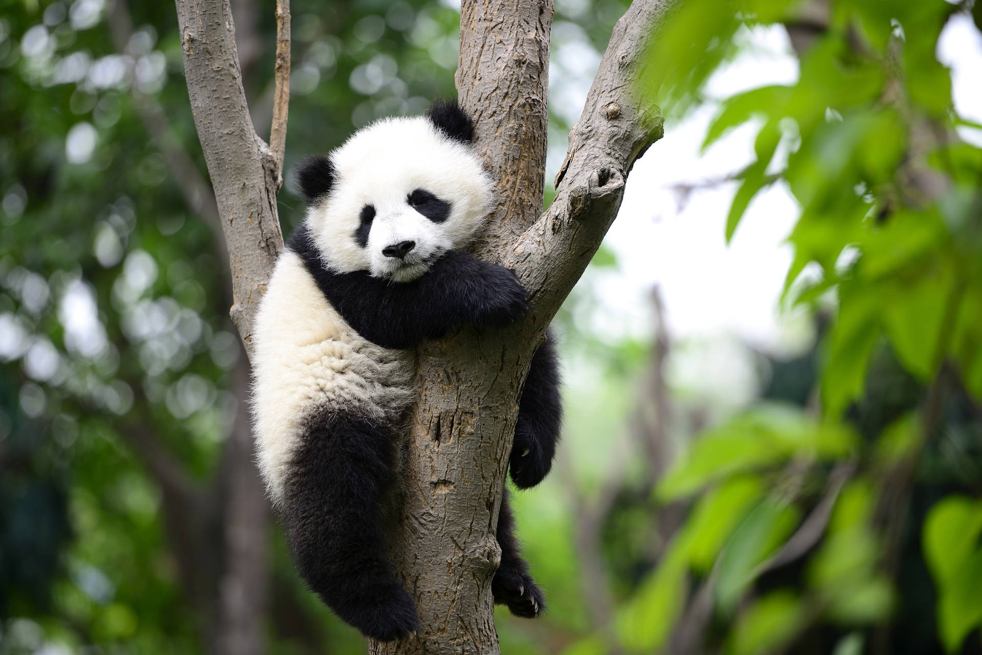 Śpiąca panda na drzewie.