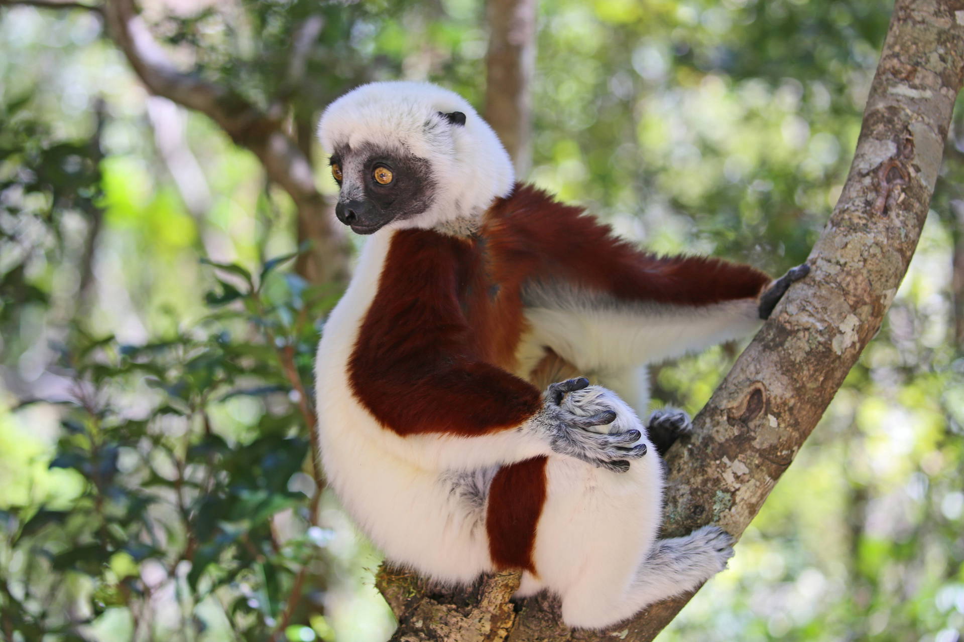 Lemur Coquerela siedzi na gałęzi.