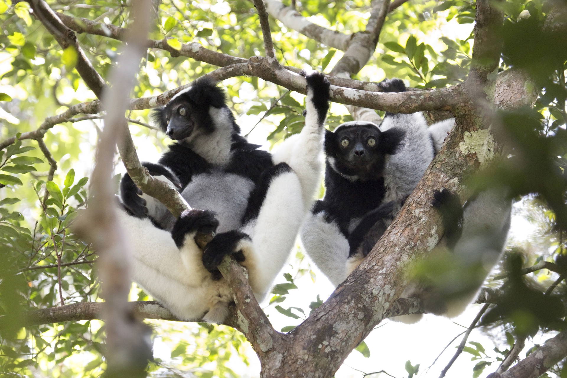 Para lemurów Indri siedzi na drzewie.