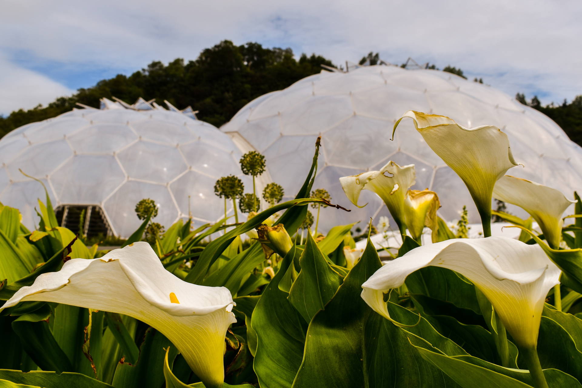 Kalie na tle kopuł Eden Project w Kornwalii, Wielka Brytania.