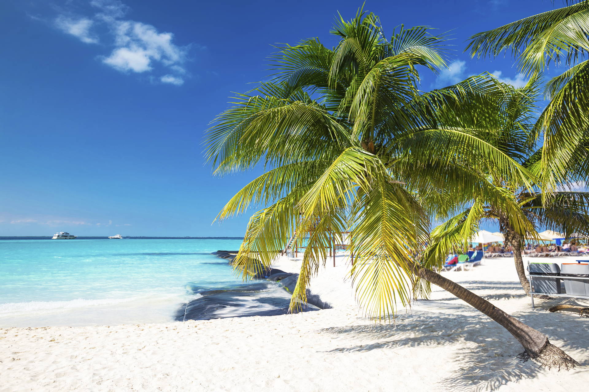 Palma na plaży z białym piaskiem i turkusową wodą.