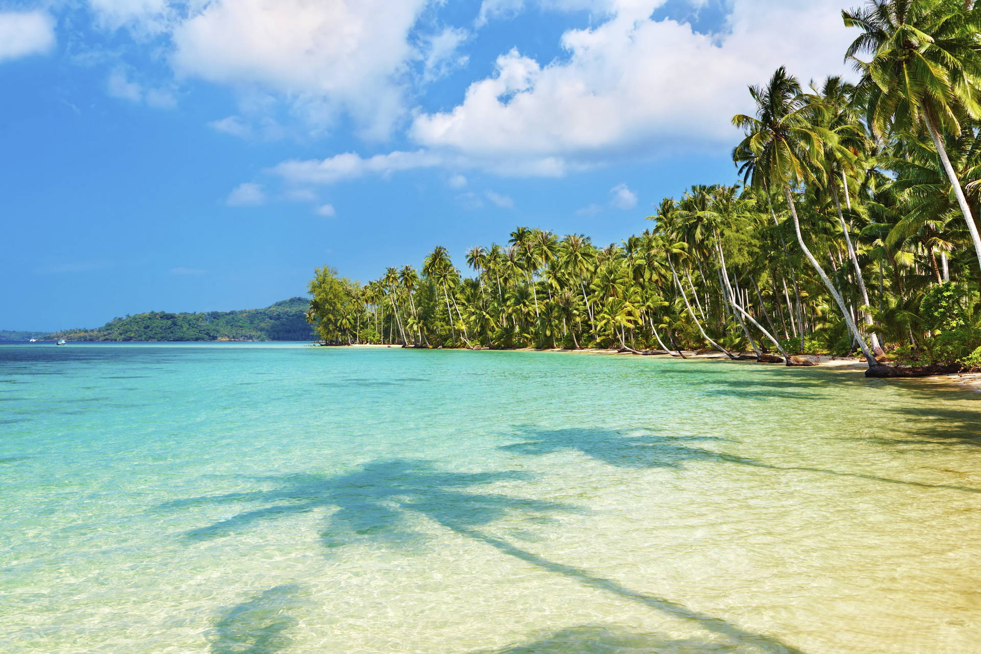 Tropikalna plaża z palmami i turkusową wodą.