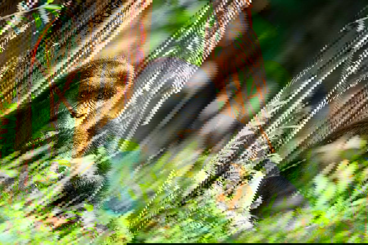 Siedząca gorylica na tle zieleni.