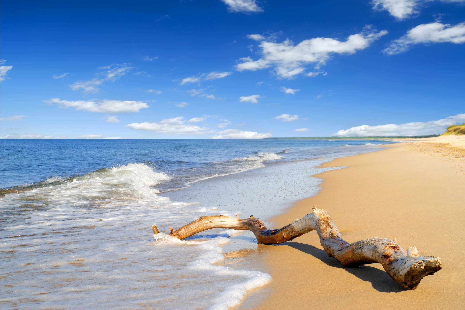 Duży konar leży na piaszczystej plaży, omywany falami. W tle błękitne morze i niebo.