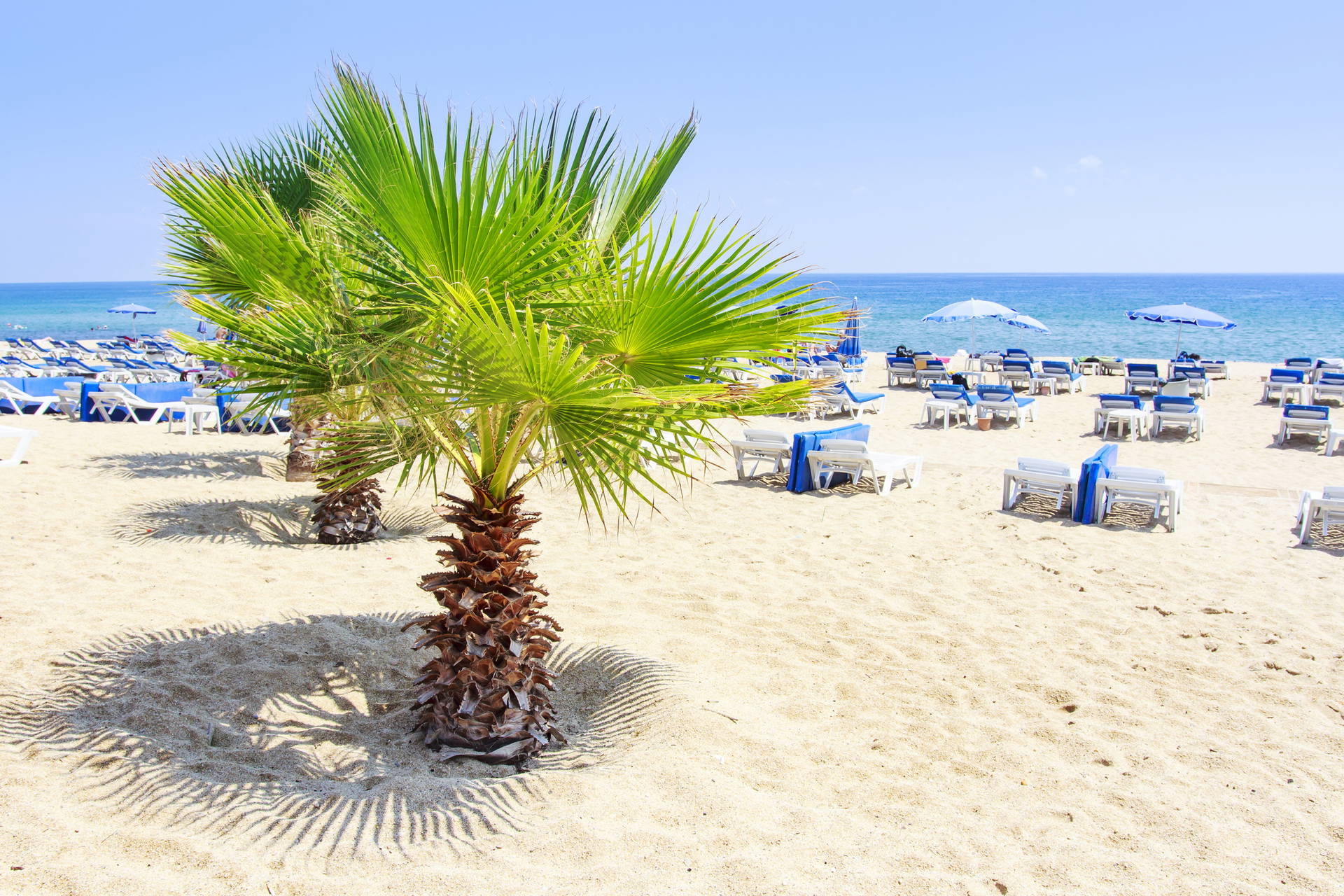 Palma na plaży, w tle leżaki i parasole.