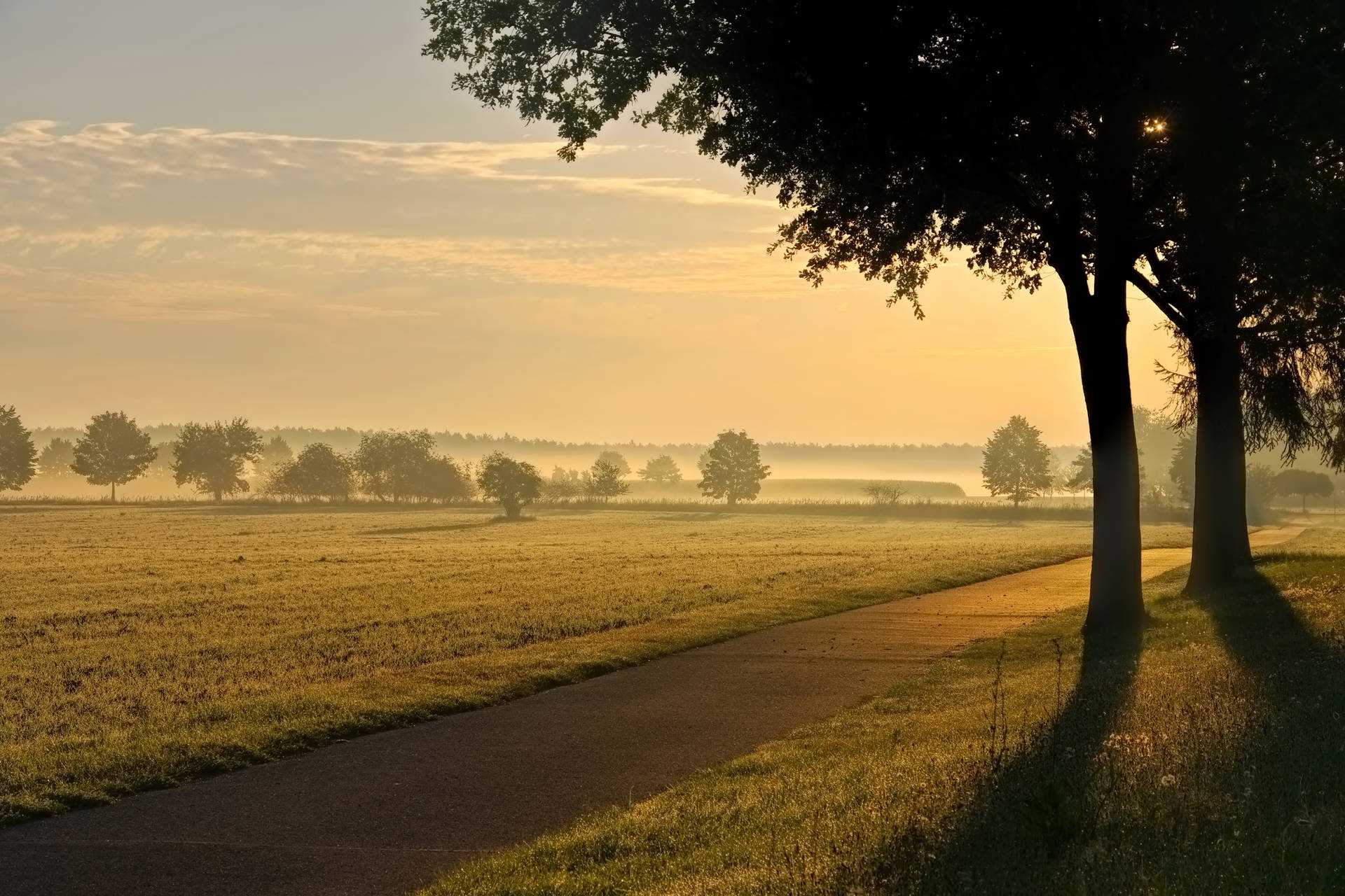 Poranny krajobraz: pole, droga i drzewa we mgle.