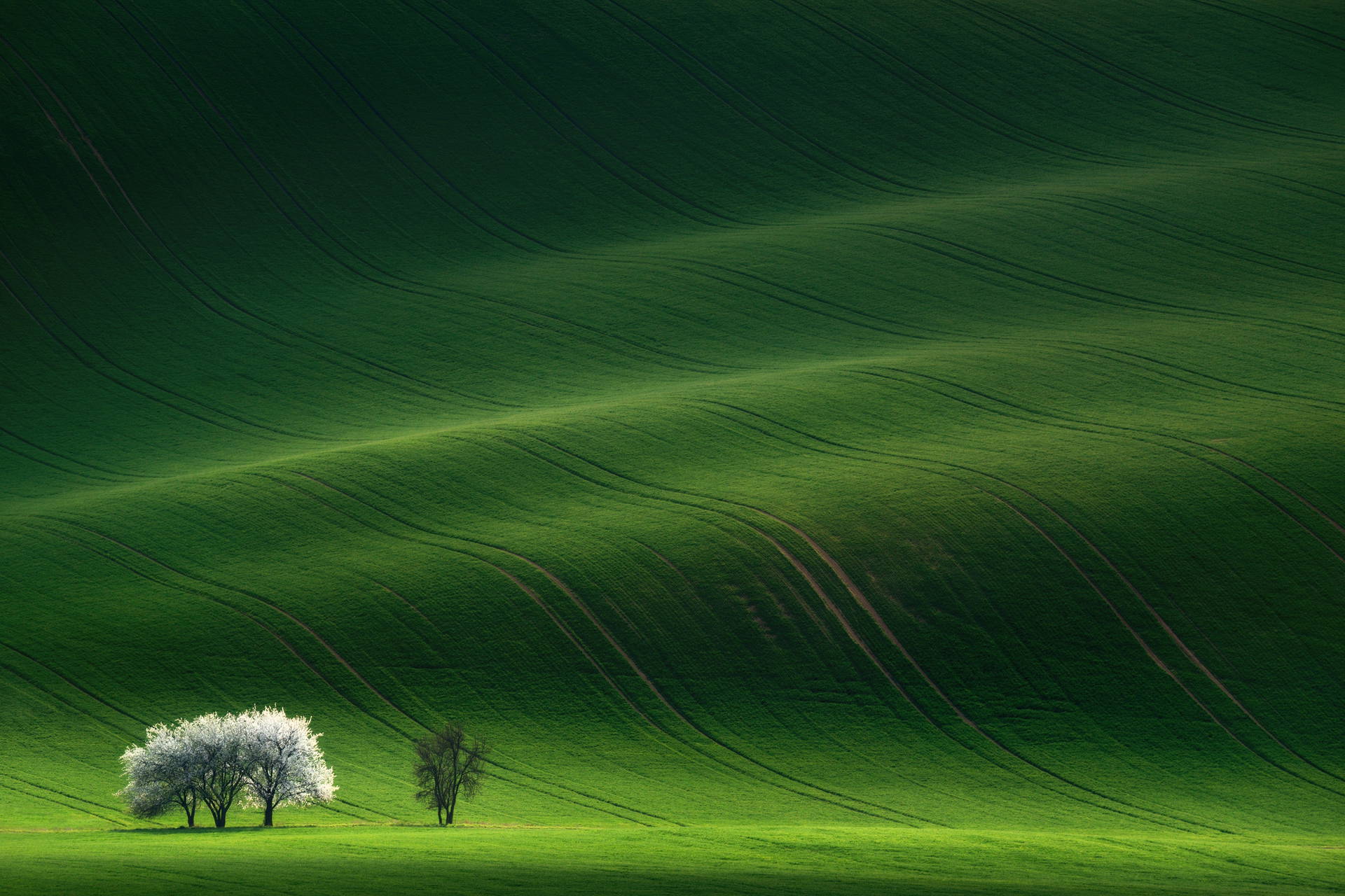 Faliste zielone pola z drzewami w tle.