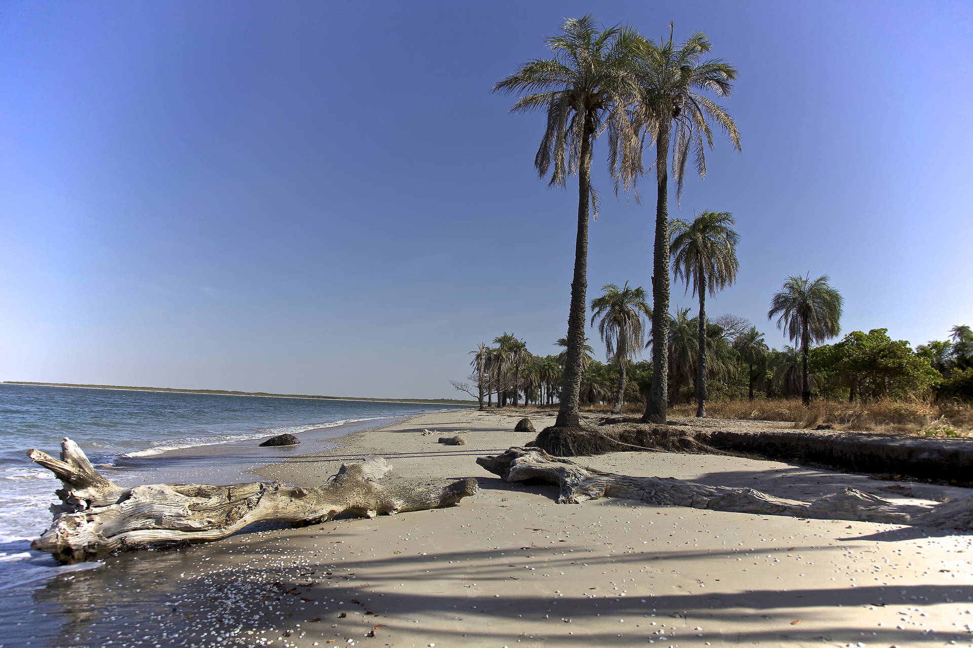 Plaża z palmami i powalonymi drzewami.