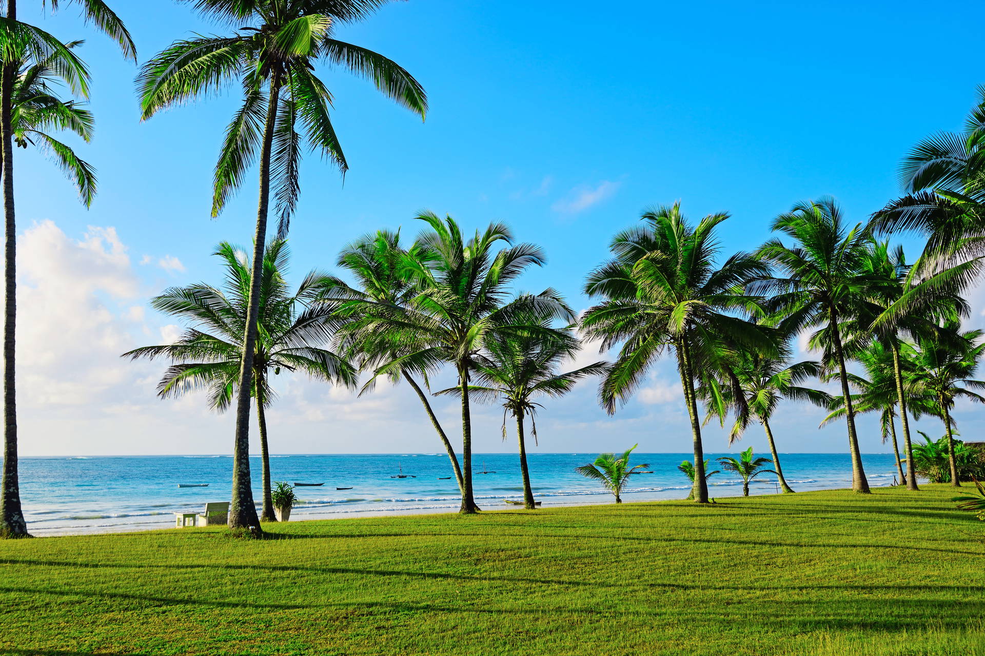 Tropikalny krajobraz z palmami, morzem i zieloną trawą.