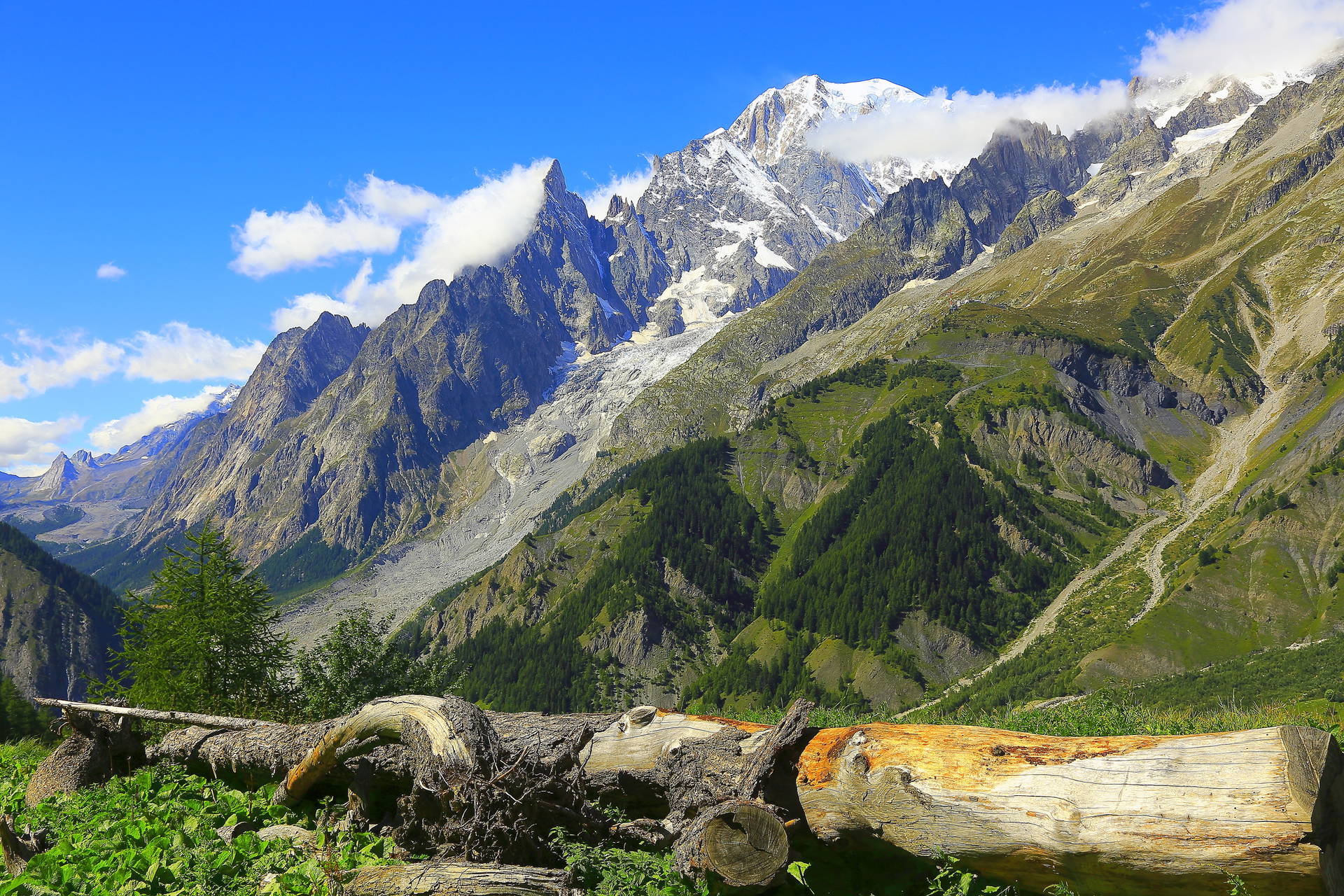 Krajobraz górski z Mont Blanc w tle i kłodami drzew na pierwszym planie.