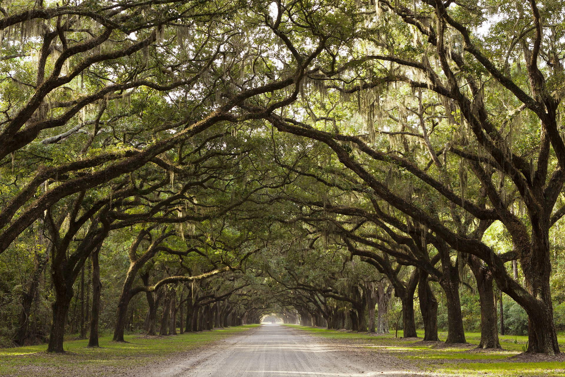 Aleja dębów w Wormsloe Historic Site, Savannah, Georgia.