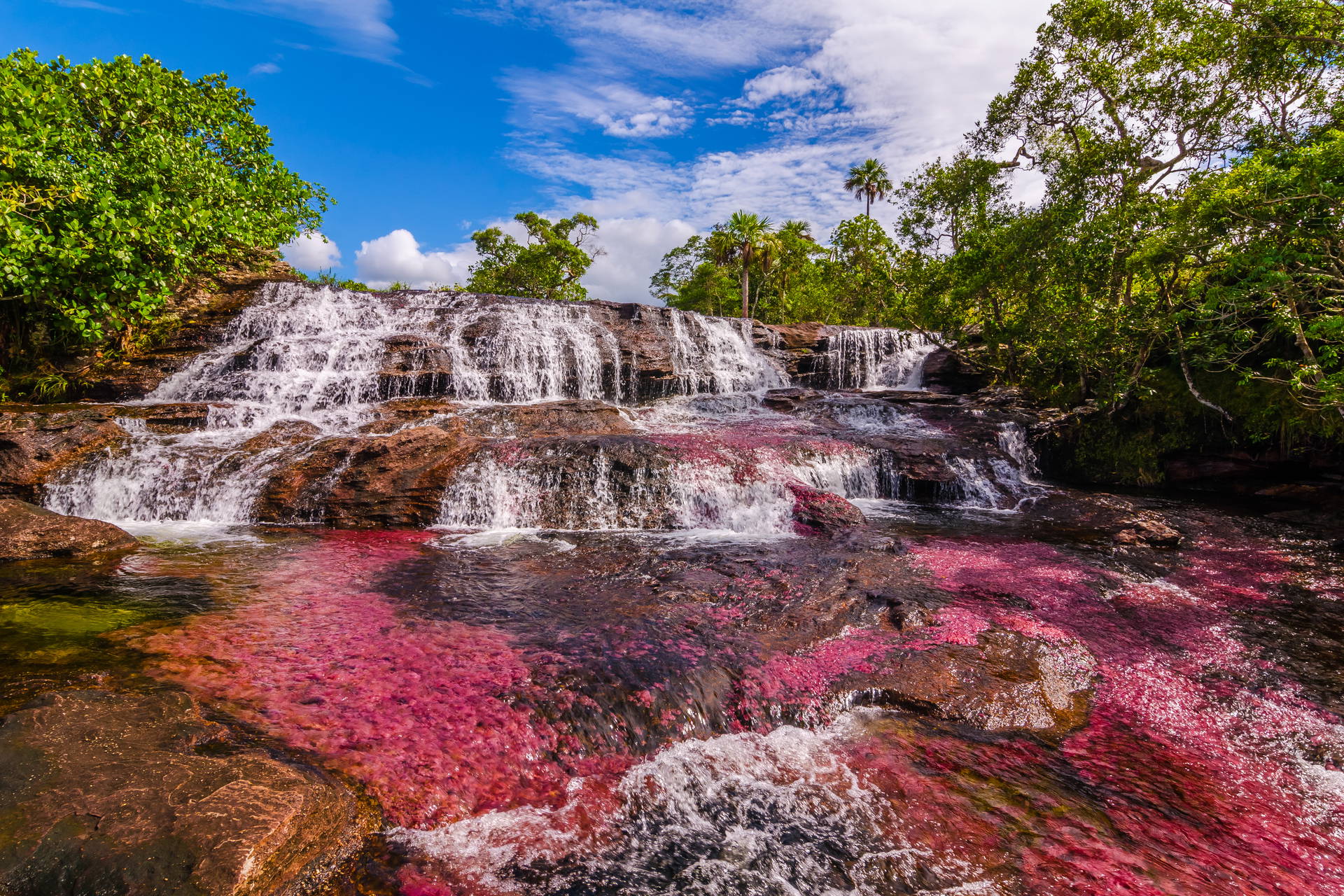 Kolorowa rzeka Caño Cristales z wodospadami i bujną roślinnością.