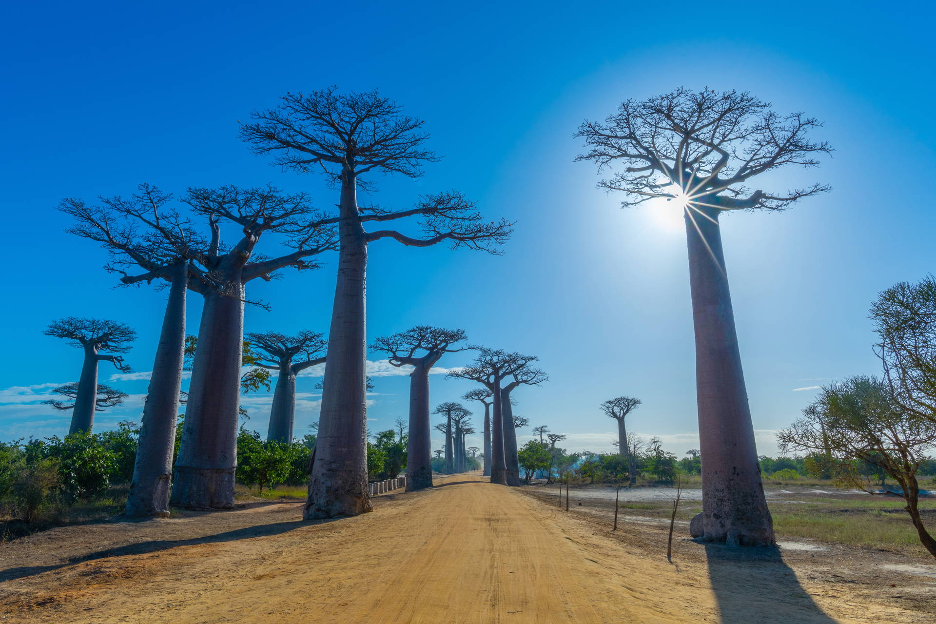Aleja Baobabów w słoneczny dzień na Madagaskarze.