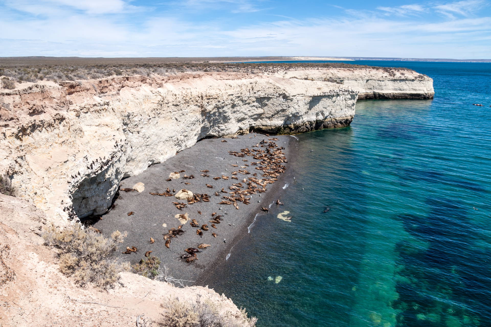 Kolonia lwów morskich na plaży w Argentynie, widok z góry.