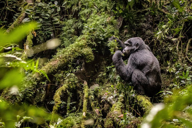 Uganda: W Królestwie Dzikich Goryli