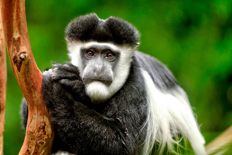 Czarno-biała małpa trzyma się gałęzi.