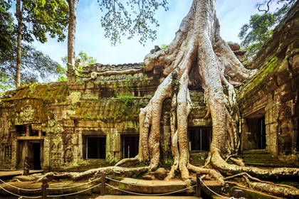Ruiny świątyni Ta Prohm w Angkor (Kambodża) z drzewami wrastającymi w kamienie.