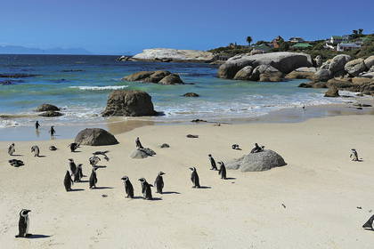 Kolonia pingwinów afrykańskich na Boulders Beach w RPA.
